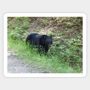 Black Bear Sticker